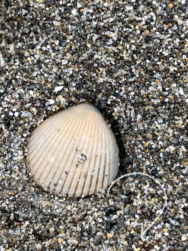 Sandy Seashell